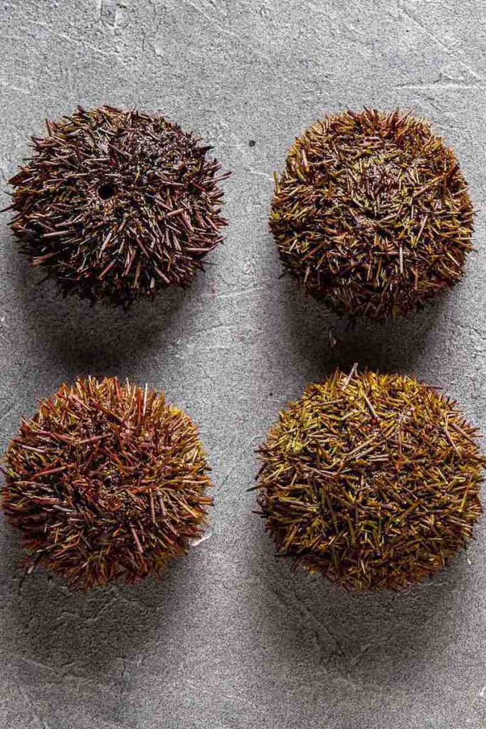 unopened sea urchins on the counter.