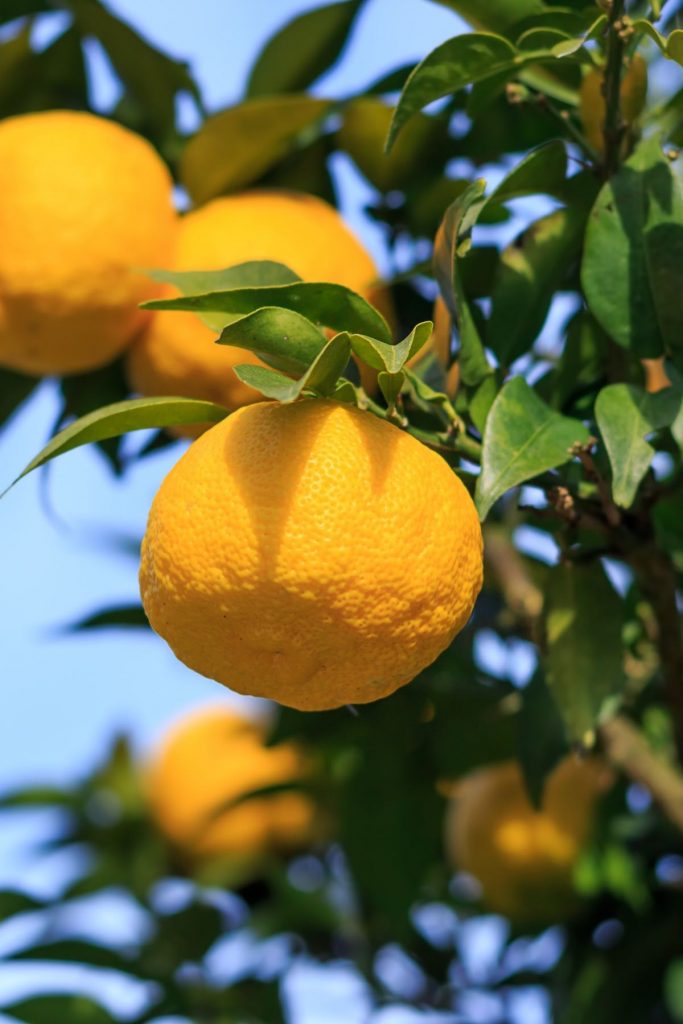 Photo of a yuzu tree