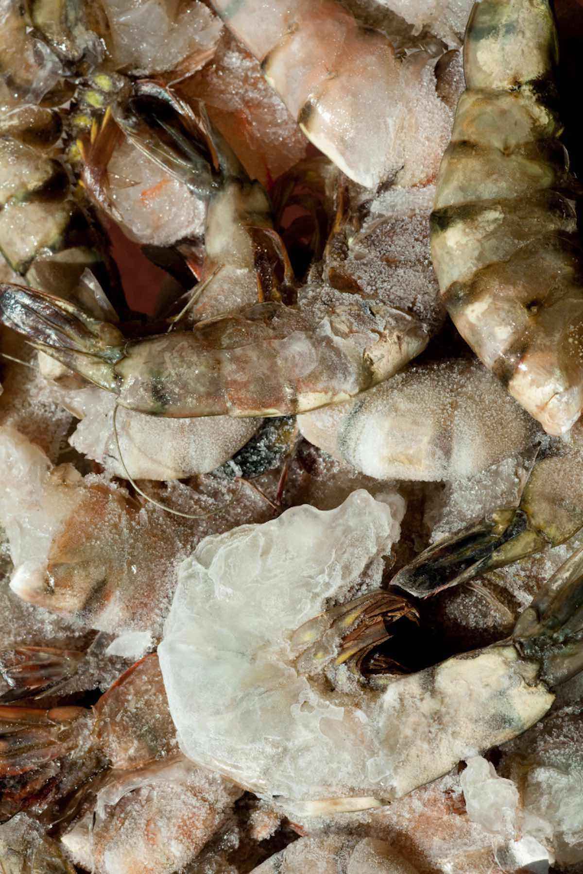 Closeup of large frozen shrimp.