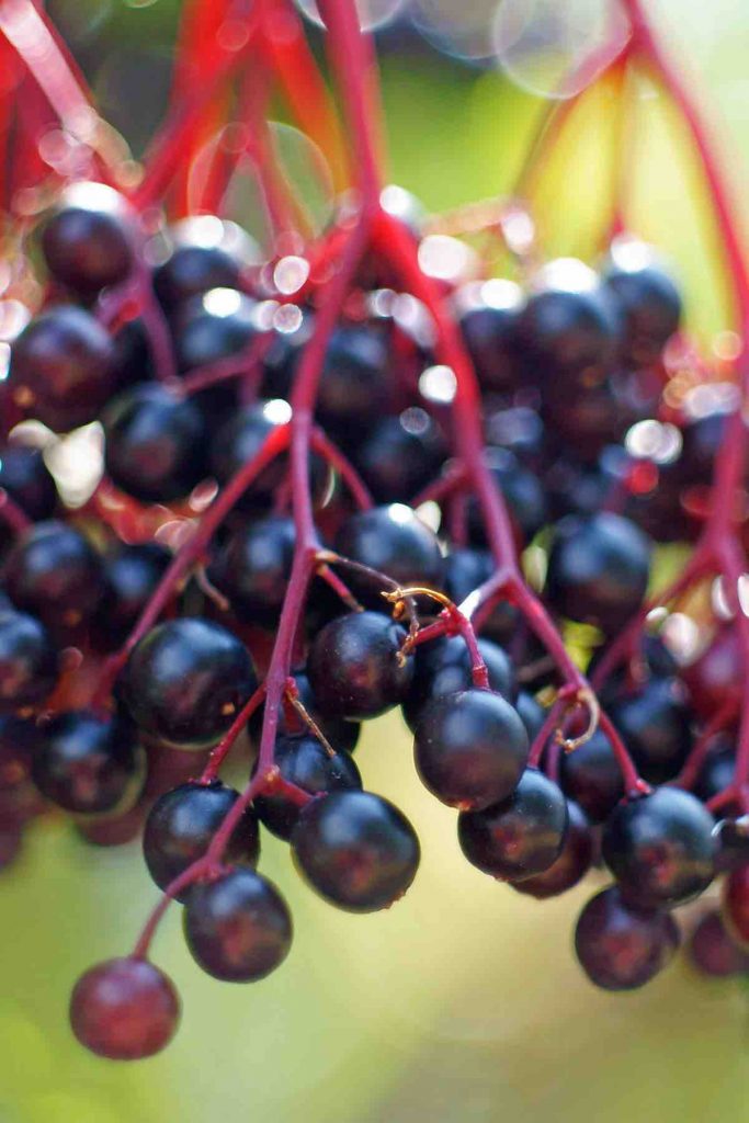 Elderberries