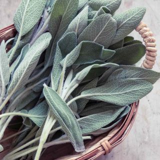 Looking for Sage Substitutes? We’ll run the gamut for you on some spices/herbs you may have heard or thought of, and others not so much. What are the best sage alternatives to flavor your dish? Can you name the Canadian version of sage? Read on and find out!