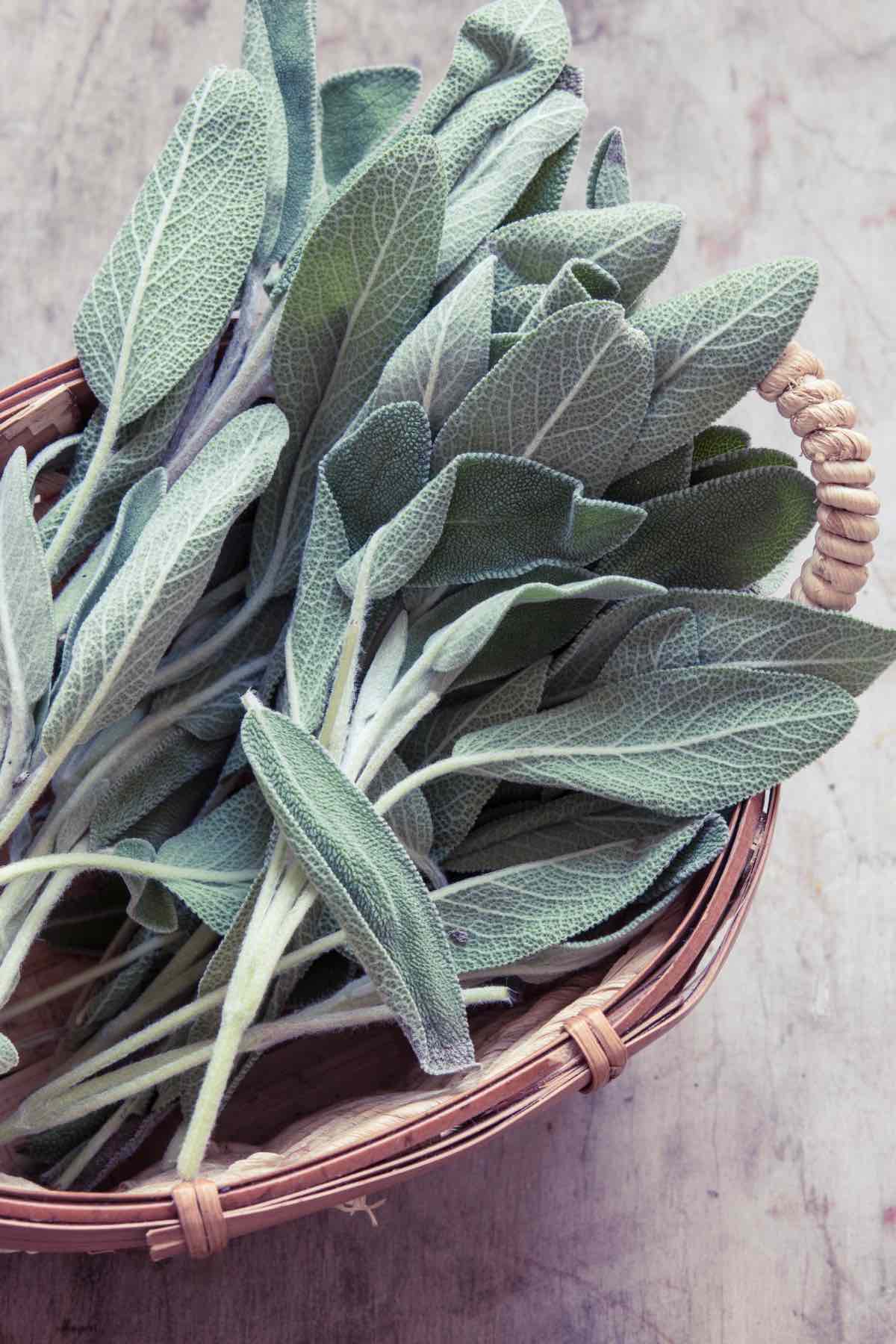 Looking for Sage Substitutes? We’ll run the gamut for you on some spices/herbs you may have heard or thought of, and others not so much. What are the best sage alternatives to flavor your dish? Can you name the Canadian version of sage? Read on and find out!