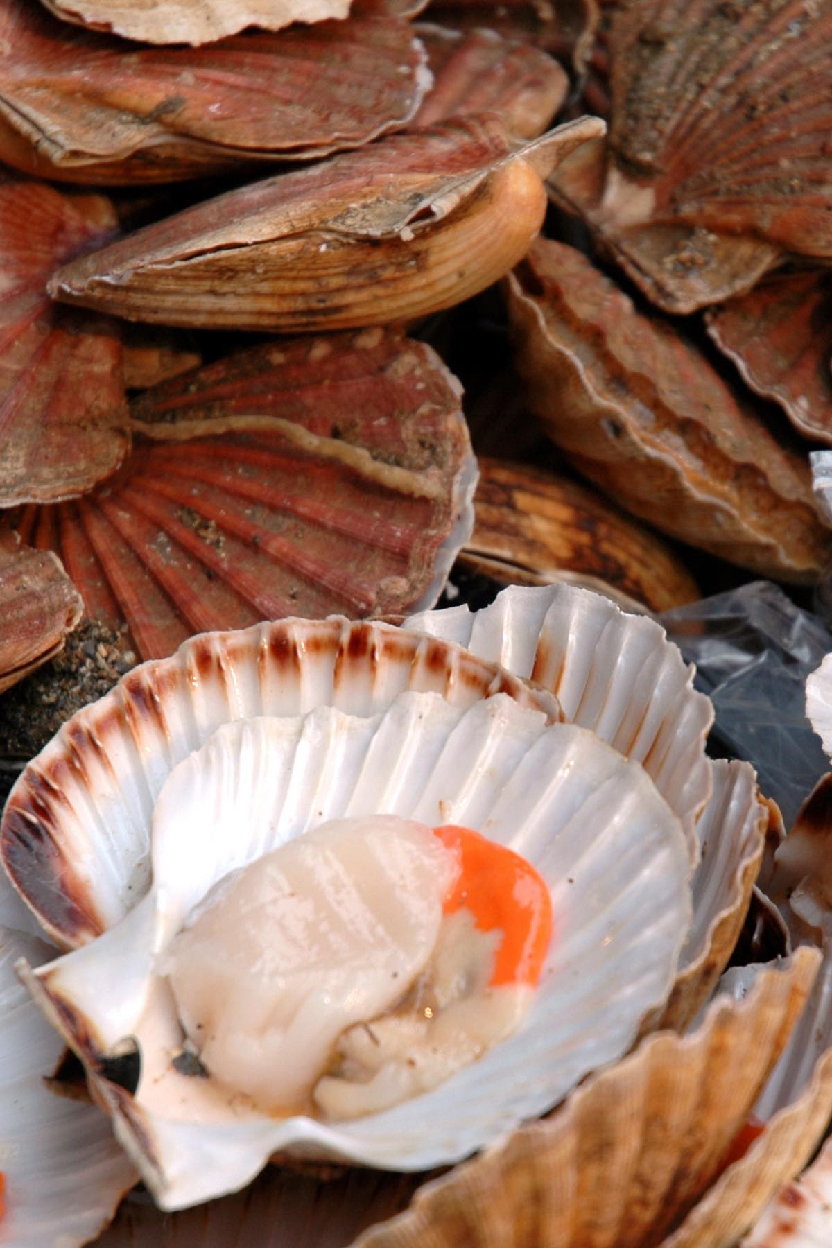 Scallops are gourmet seafood that’s buttery with a mild texture. The unique, slightly sweet flavor has earned them the nickname “the candy of the sea.” Their tender, succulent meat is sure to delight fans of lobster and crab. This expensive seafood is especially delicious in a buttery lemon garlic sauce (recipe below!)