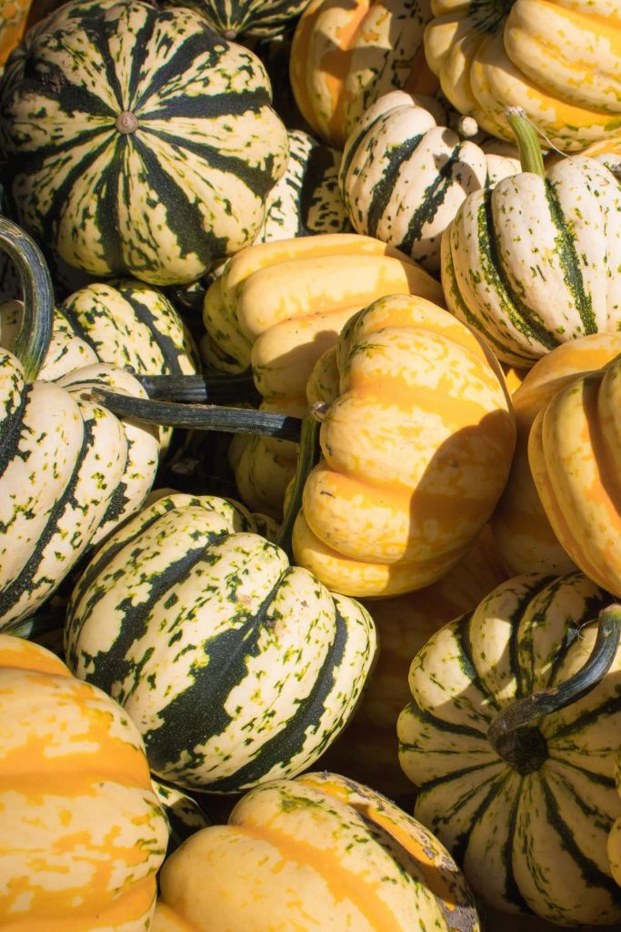 Winter Squash