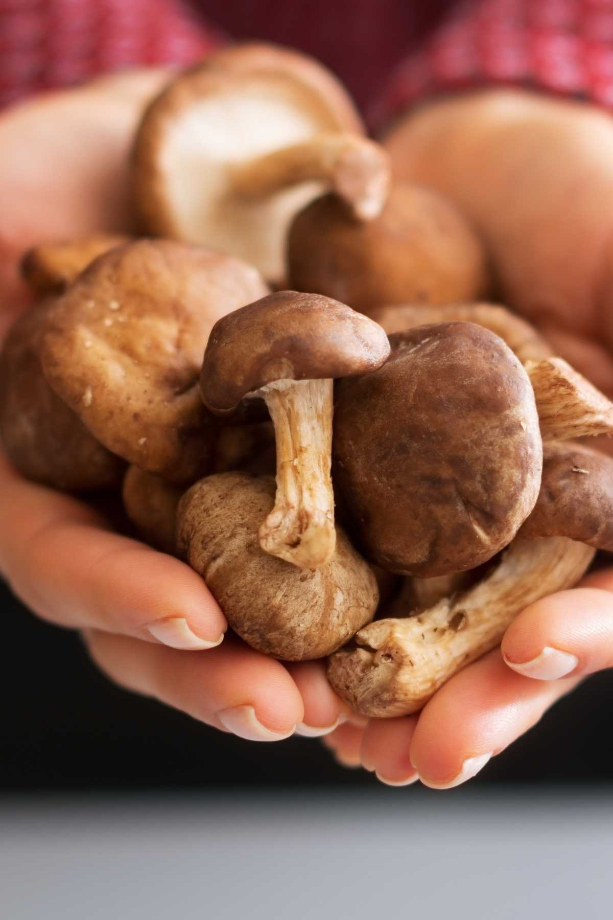 raw shiitake mushroom
