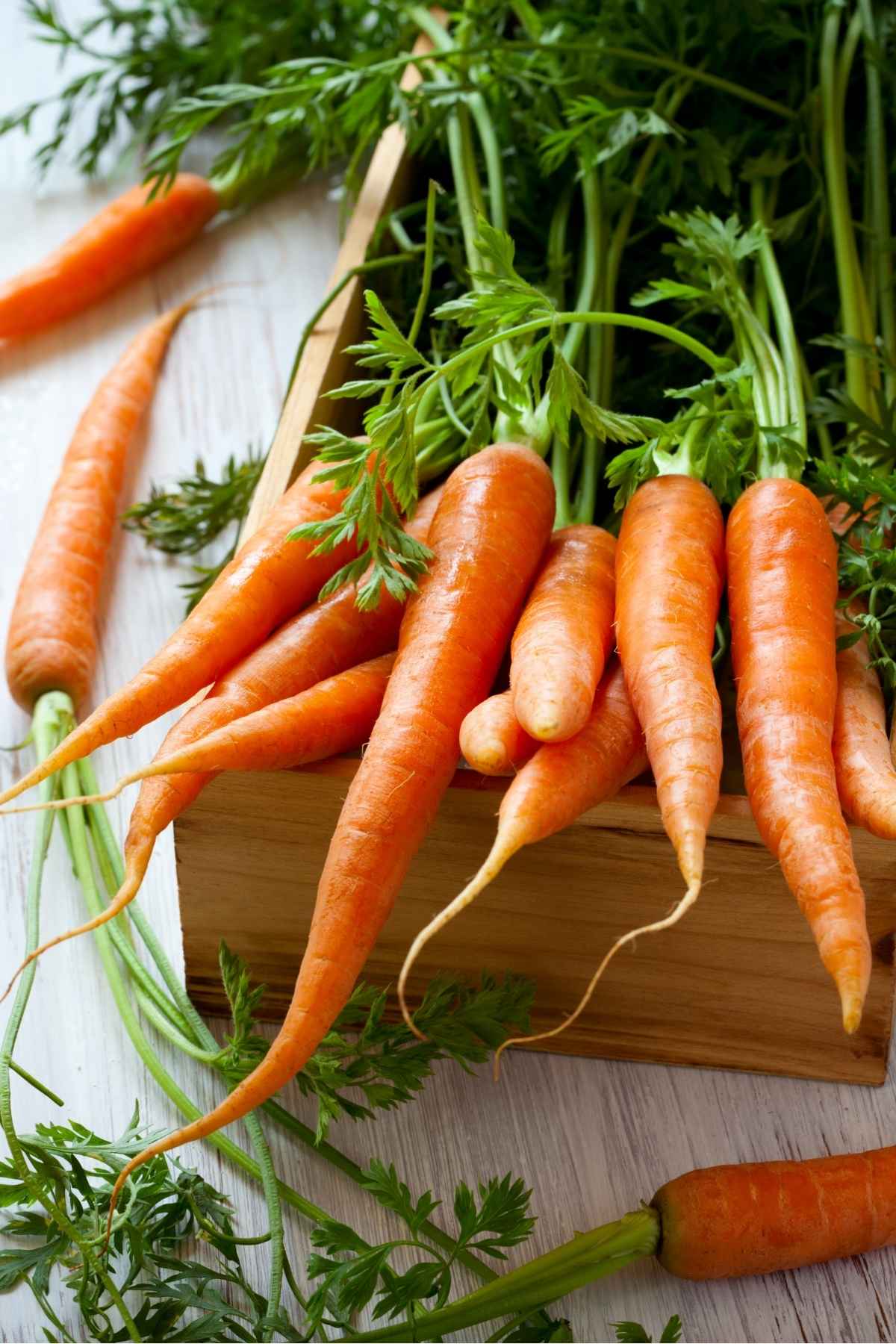 Carrots contain few calories and little fat which is why they are often incorporated into special diets. However, are carrots considered to be keto and how many carbs do they have? Let’s do a deep dive on carrots.