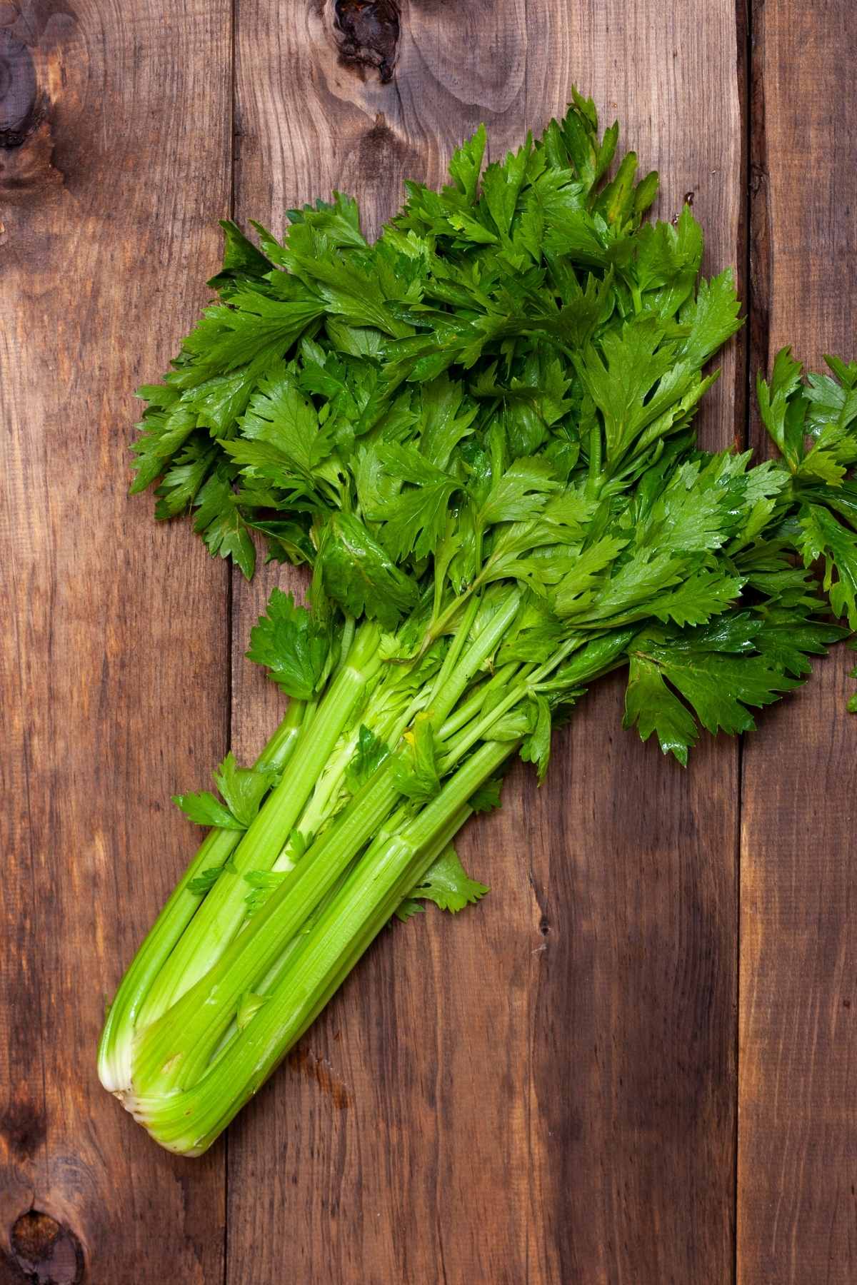 If you love the crunch of celery, you definitely want to properly store it so it stays fresh for as long as possible. In today’s article, we’re sharing some useful information on how to properly store celery. 