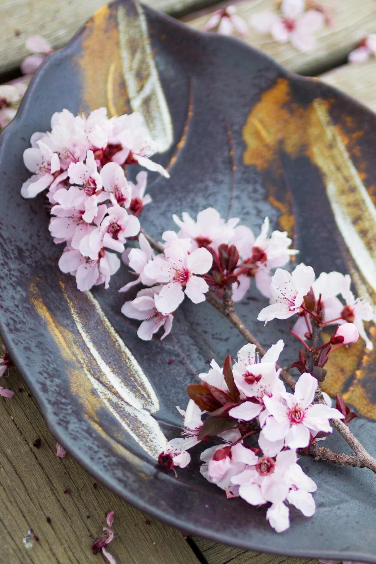 In this post, we’ve collected 11 Popular Cherry Blossom Recipes that are easy to make. From candies to pie, there are many ways to enjoy cherry blossoms!