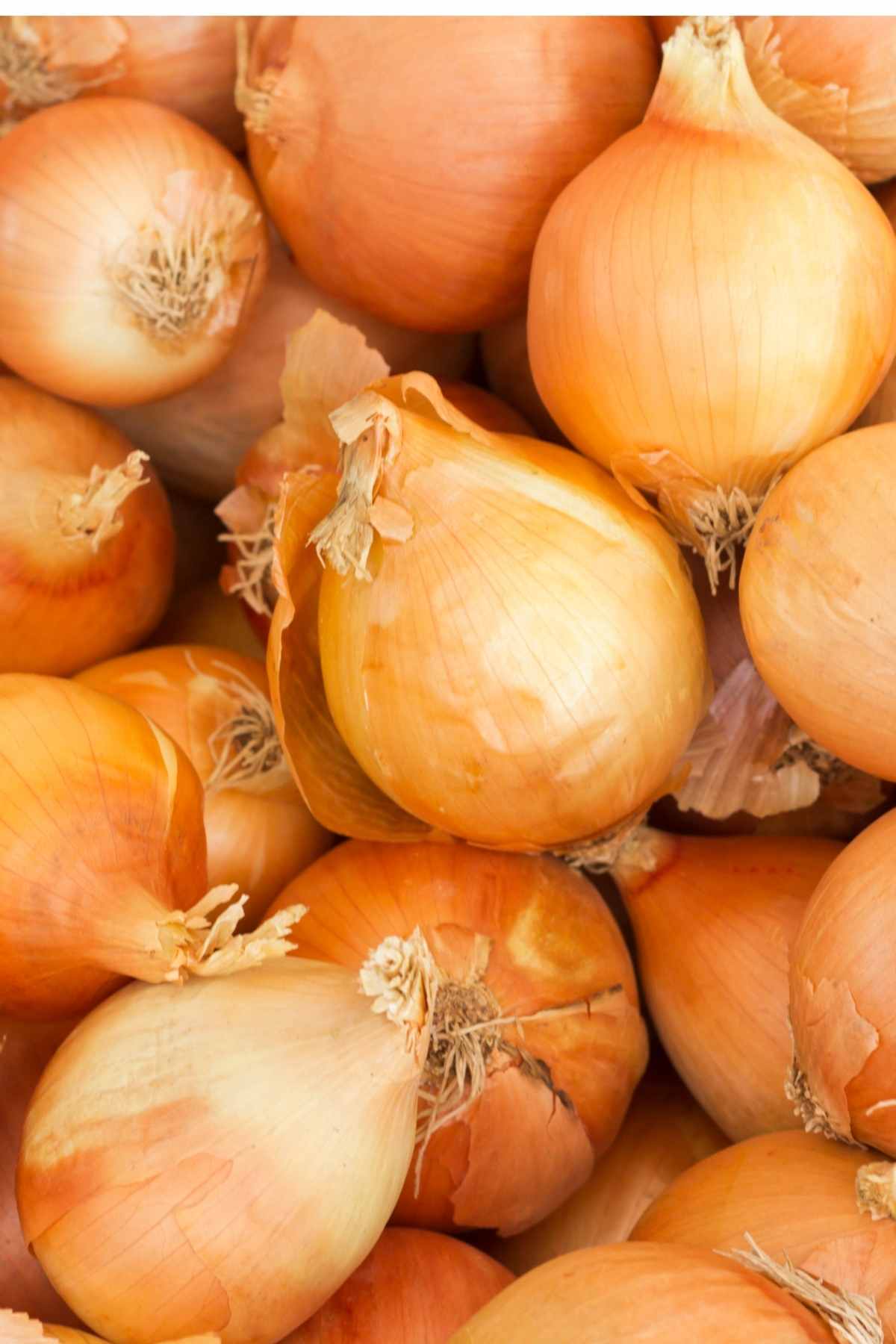 What Can I Substitute for Spanish Onion?