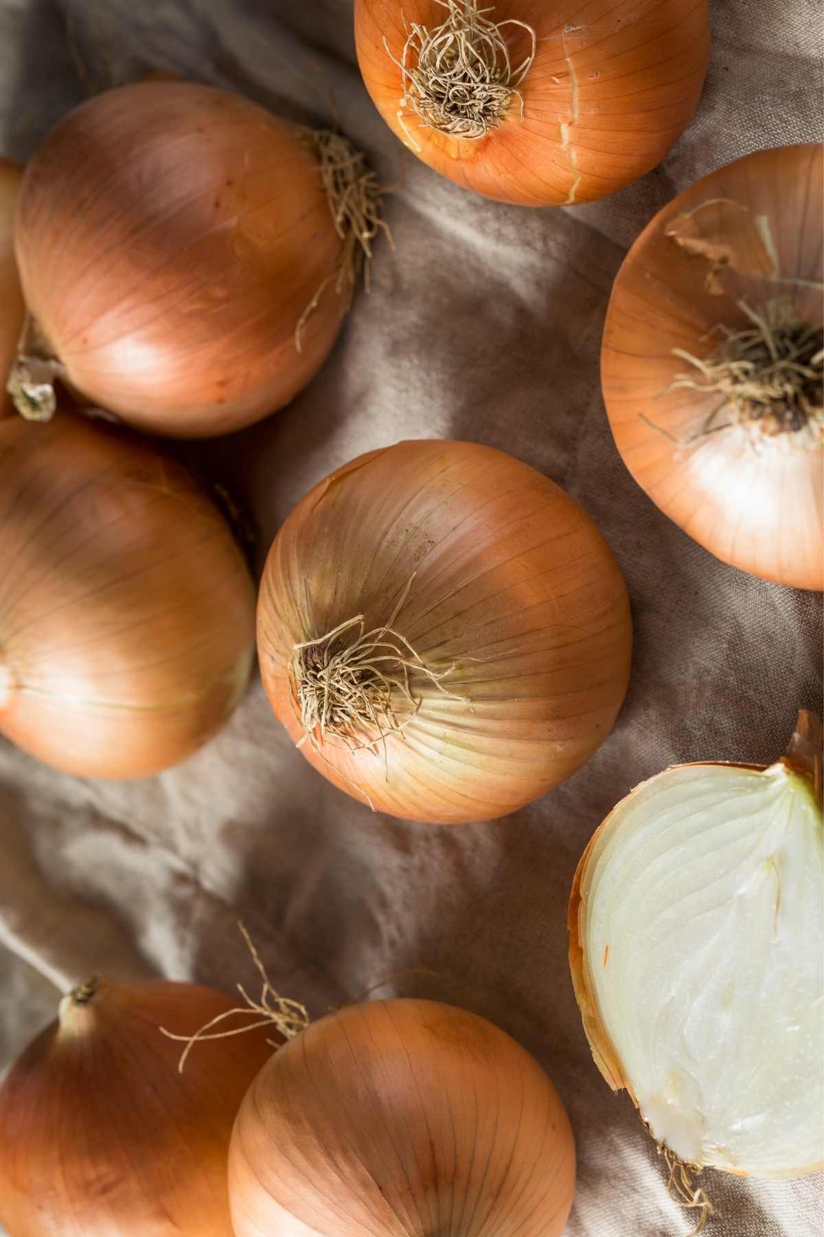 Spanish Onion