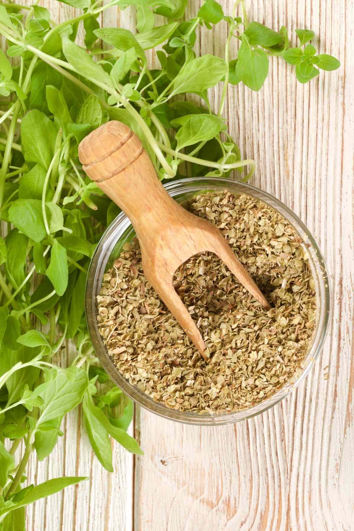 Oregano