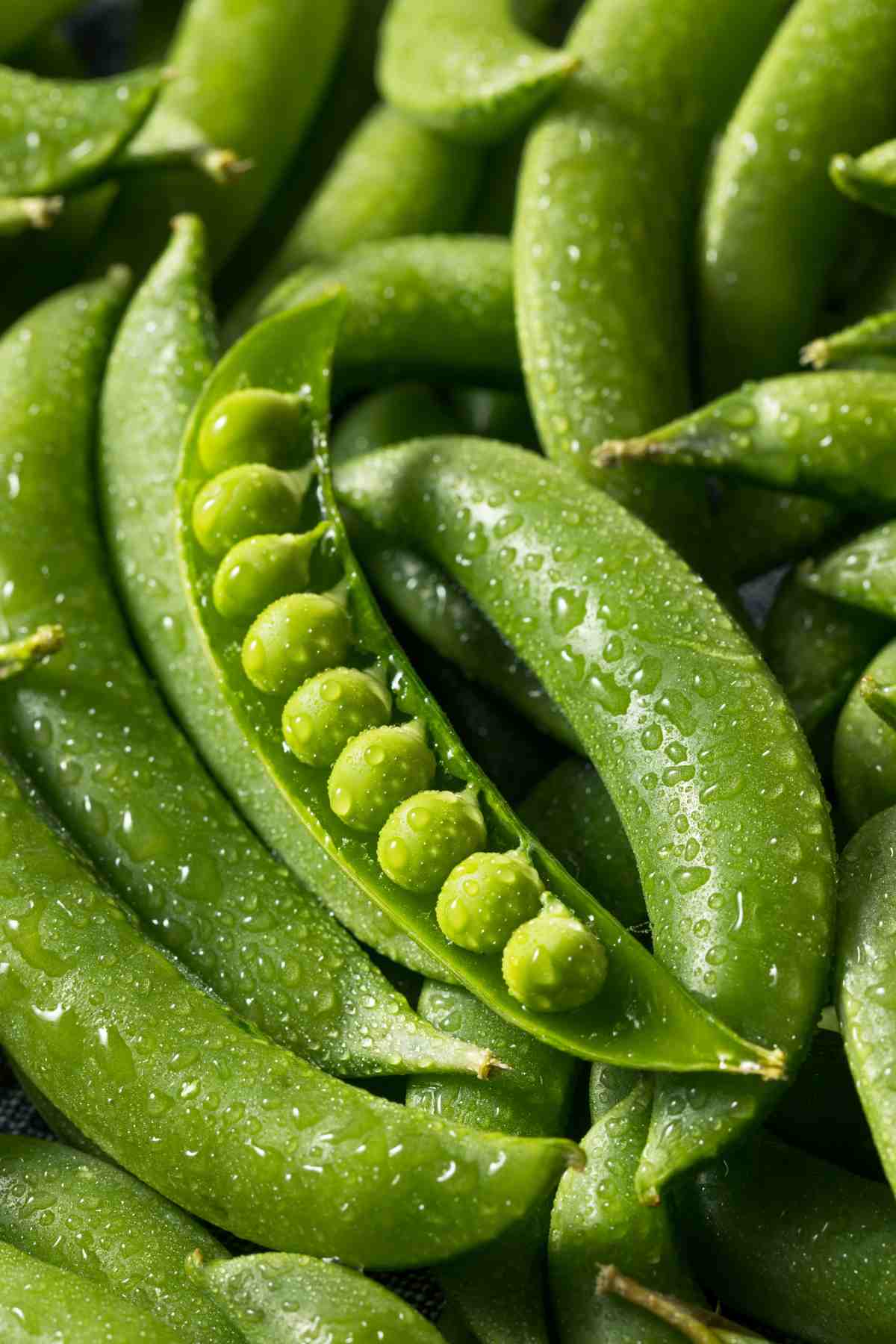 Do you know how many carbs are in peas? Are they suitable for your new keto lifestyle? Peanuts have loads of essential nutrients. Read on to find out if they are keto-friendly, too.