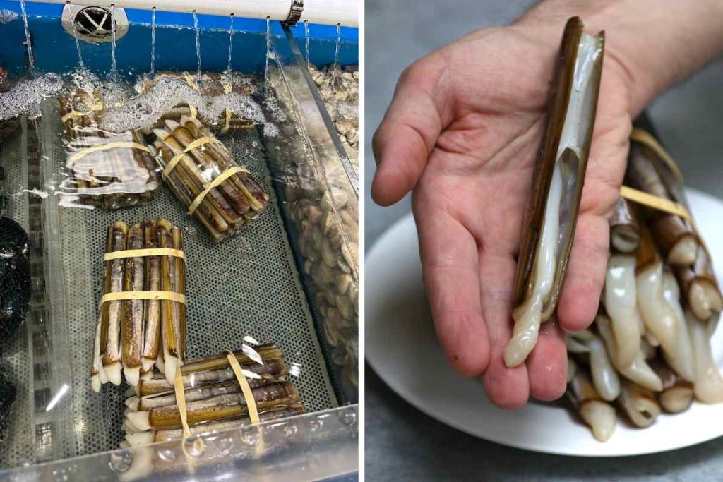 On the left is the photo of razor clams at the store; on the right is one razor clam opening its shells